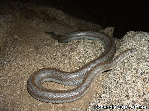 Coastal Rosy Boa (Lichanura trivirgata roseofusca)