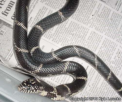 Eastern Kingsnake (Lampropeltis getula getula)