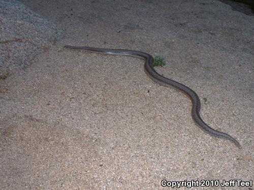 Coastal Rosy Boa (Lichanura trivirgata roseofusca)