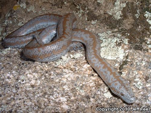 Coastal Rosy Boa (Lichanura trivirgata roseofusca)