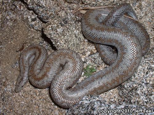 Coastal Rosy Boa (Lichanura trivirgata roseofusca)