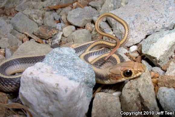 Coast Patch-nosed Snake (Salvadora hexalepis virgultea)