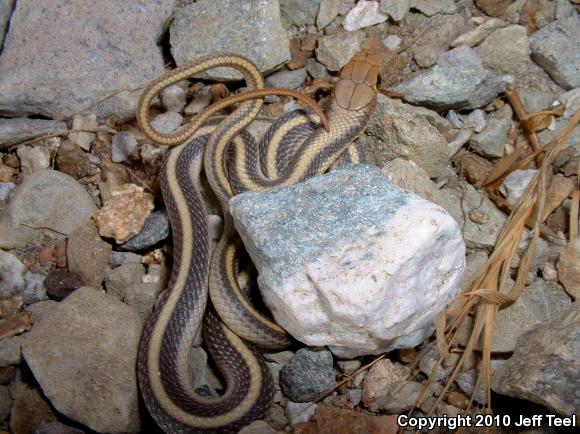 Coast Patch-nosed Snake (Salvadora hexalepis virgultea)