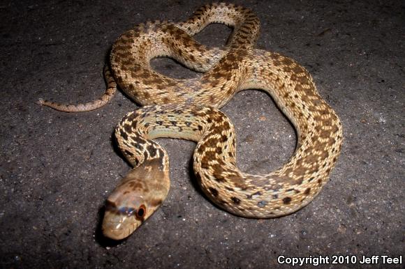 San Diego Gopher Snake (Pituophis catenifer annectens)