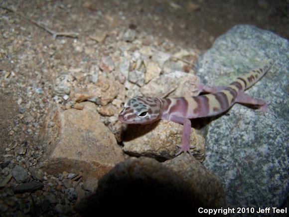 Desert Banded Gecko (Coleonyx variegatus variegatus)