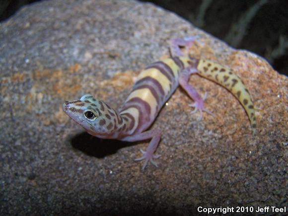 Desert Banded Gecko (Coleonyx variegatus variegatus)