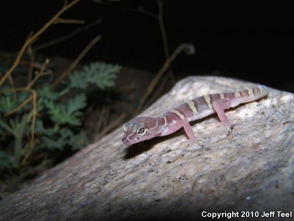 Desert Banded Gecko (Coleonyx variegatus variegatus)