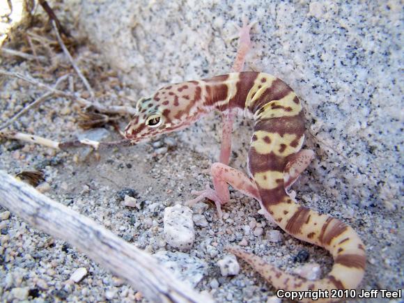 Desert Banded Gecko (Coleonyx variegatus variegatus)