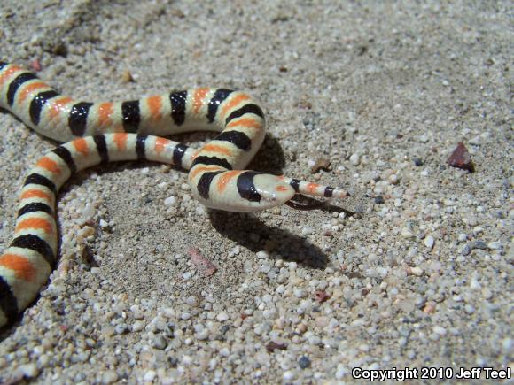 Colorado Desert Shovel-nosed Snake (Chionactis occipitalis annulata)