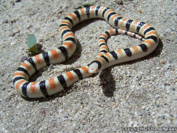 Colorado Desert Shovel-nosed Snake (Chionactis occipitalis annulata)