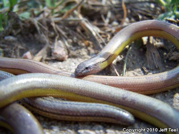 California Legless Lizard (Anniella pulchra)