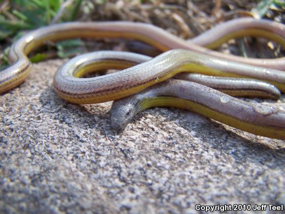 California Legless Lizard (Anniella pulchra)