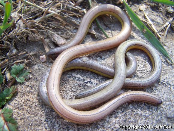 California Legless Lizard (Anniella pulchra)