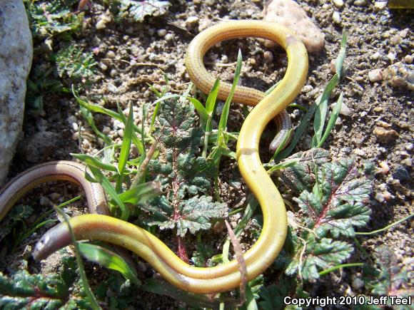 California Legless Lizard (Anniella pulchra)