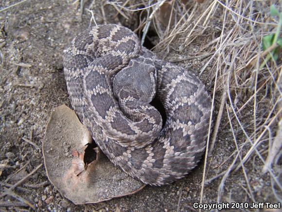 Southern Pacific Rattlesnake (Crotalus oreganus helleri)