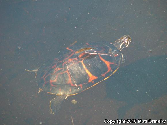 Yellow-bellied Slider (Trachemys scripta scripta)