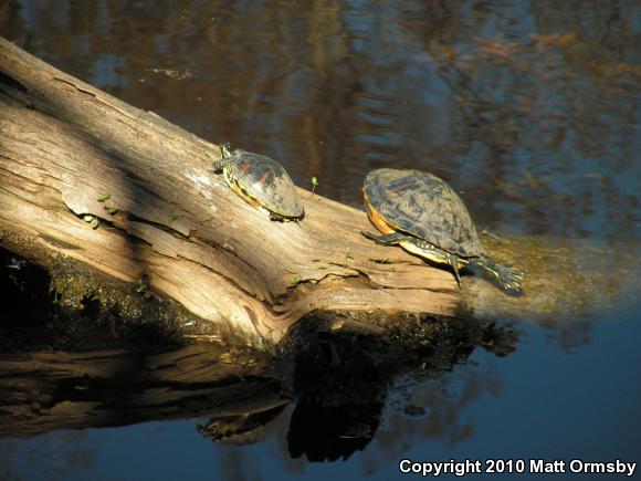 Yellow-bellied Slider (Trachemys scripta scripta)