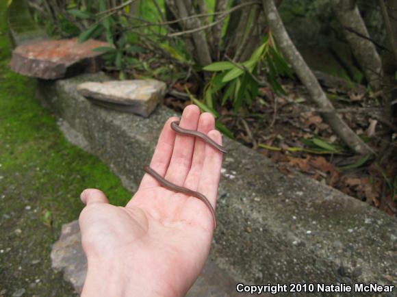 Sharp-tailed Snake (Contia tenuis)