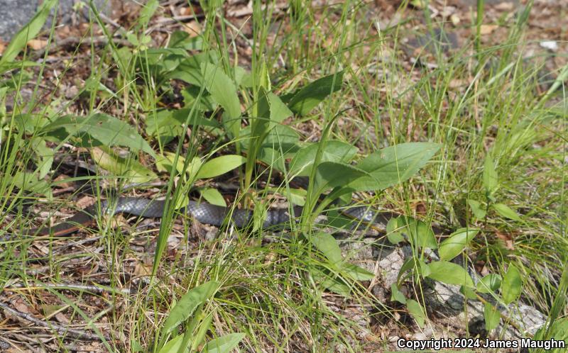 Northern  Black Racer (Coluber constrictor constrictor)