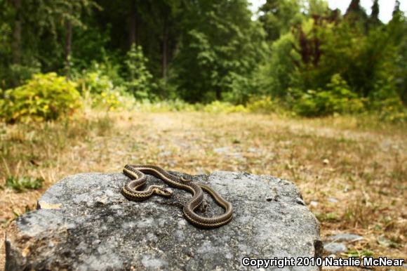 Northwestern Gartersnake (Thamnophis ordinoides)