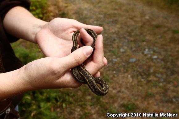 Northwestern Gartersnake (Thamnophis ordinoides)