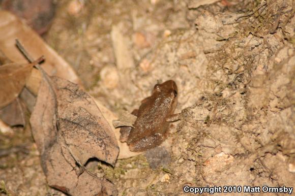 Spring Peeper (Pseudacris crucifer)