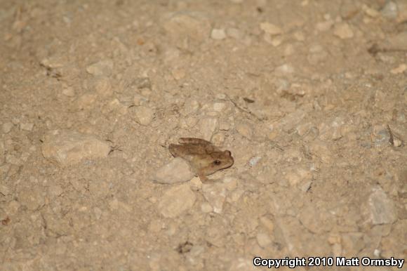 Spring Peeper (Pseudacris crucifer)