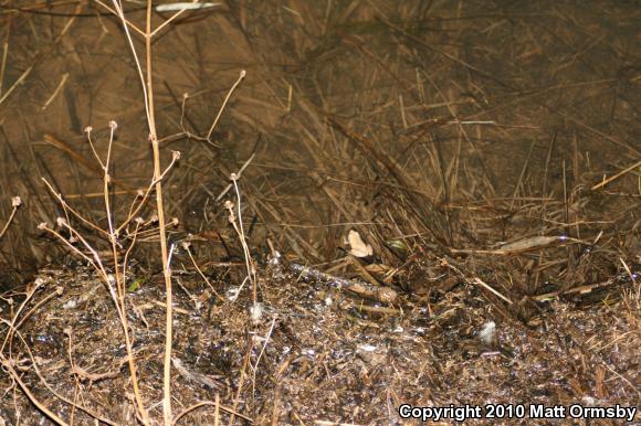 Spring Peeper (Pseudacris crucifer)