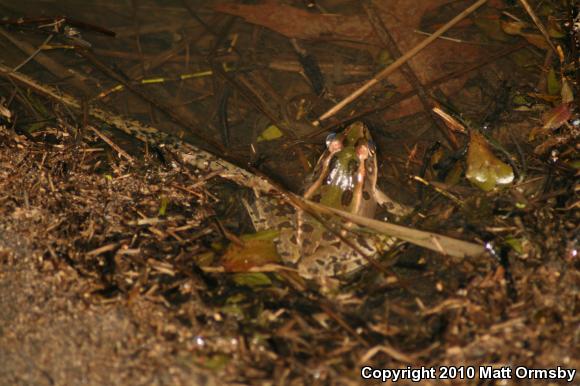 Southern Leopard Frog (Lithobates sphenocephalus)