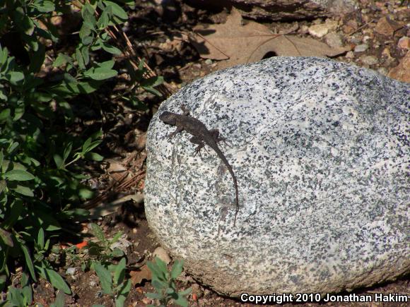 Great Basin Fence Lizard (Sceloporus occidentalis longipes)