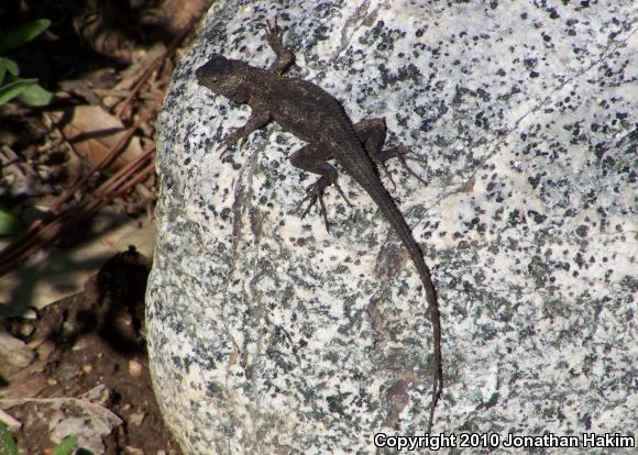 Great Basin Fence Lizard (Sceloporus occidentalis longipes)