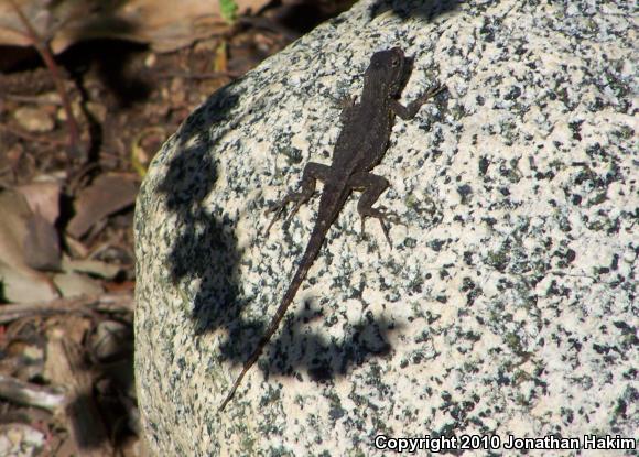 Great Basin Fence Lizard (Sceloporus occidentalis longipes)