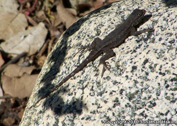 Great Basin Fence Lizard (Sceloporus occidentalis longipes)