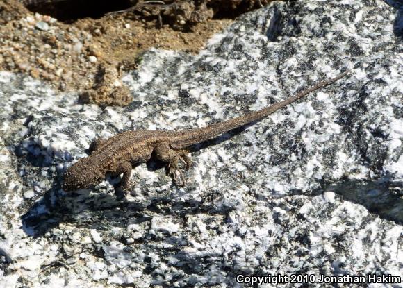 Western Side-blotched Lizard (Uta stansburiana elegans)