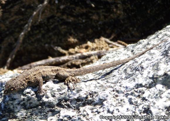 Western Side-blotched Lizard (Uta stansburiana elegans)