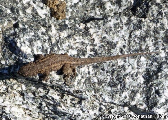 Western Side-blotched Lizard (Uta stansburiana elegans)