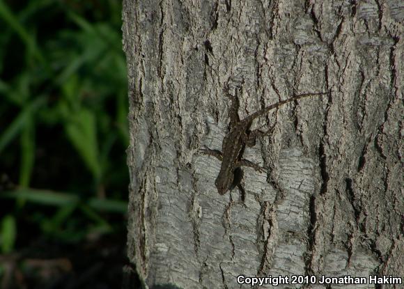 Great Basin Fence Lizard (Sceloporus occidentalis longipes)