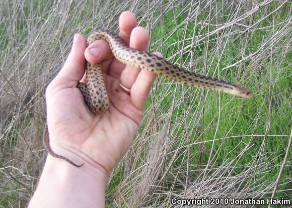 San Diego Gopher Snake (Pituophis catenifer annectens)