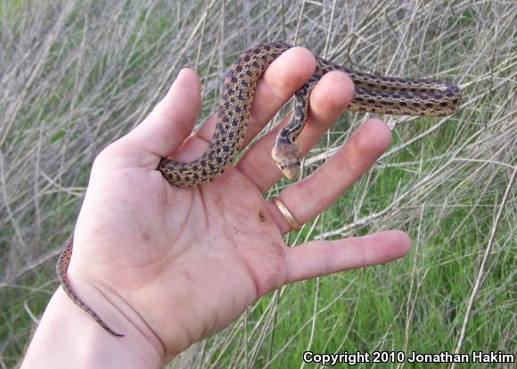 San Diego Gopher Snake (Pituophis catenifer annectens)