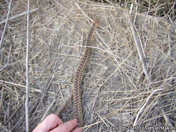 San Diego Gopher Snake (Pituophis catenifer annectens)