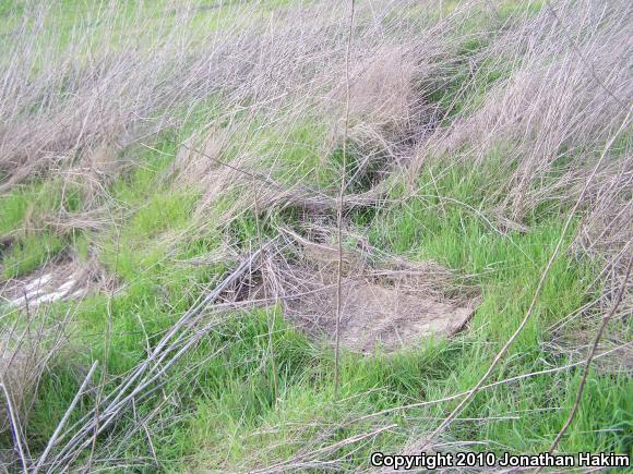 San Diego Gopher Snake (Pituophis catenifer annectens)