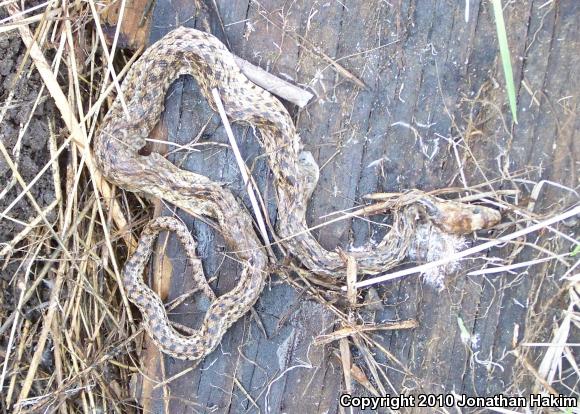 San Diego Gopher Snake (Pituophis catenifer annectens)