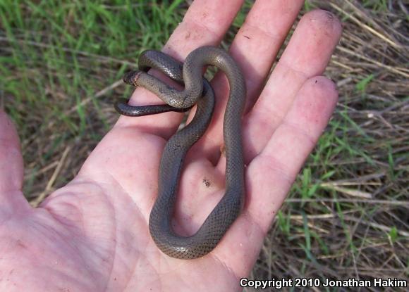 San Bernardino Ring-necked Snake (Diadophis punctatus modestus)