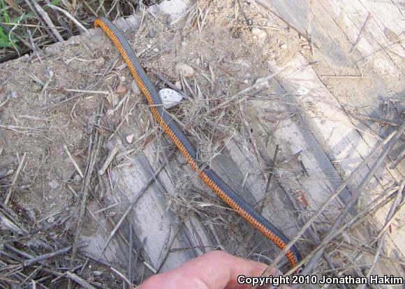 San Bernardino Ring-necked Snake (Diadophis punctatus modestus)