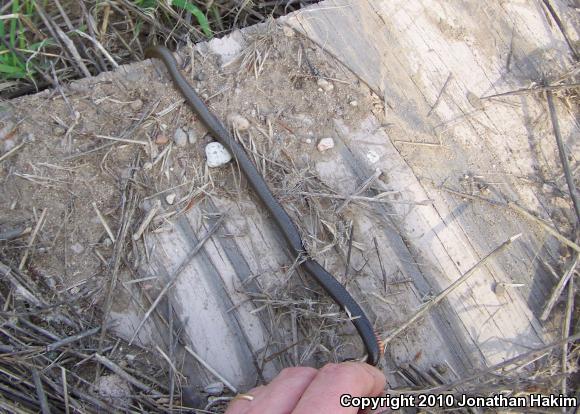 San Bernardino Ring-necked Snake (Diadophis punctatus modestus)