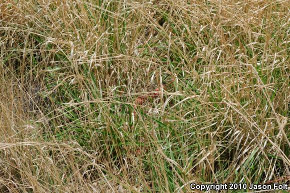 Western Coachwhip (Coluber flagellum testaceus)