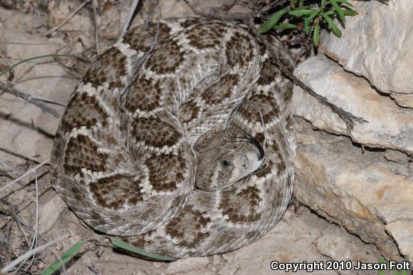 Western Diamond-backed Rattlesnake (Crotalus atrox)