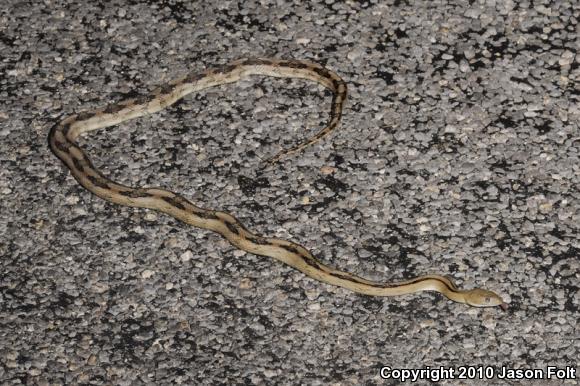 Trans-Pecos Rat Snake (Bogertophis subocularis)