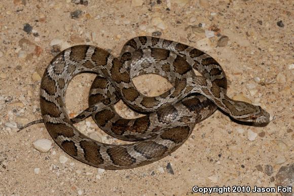 Great Plains Ratsnake (Pantherophis emoryi)