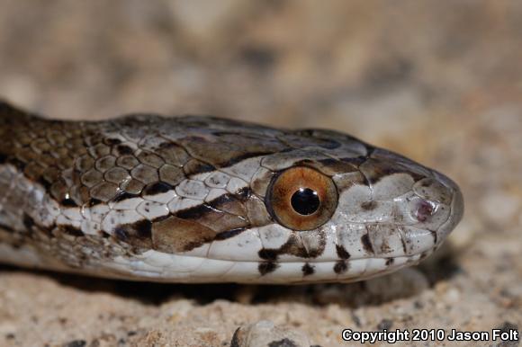 Great Plains Ratsnake (Pantherophis emoryi)